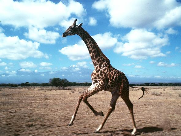 Amboseli Serena Safari Lodge - Wildlife